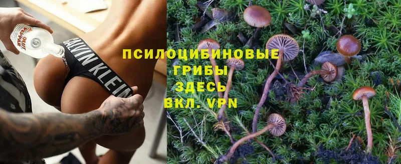 Галлюциногенные грибы Psilocybine cubensis  Камышлов 